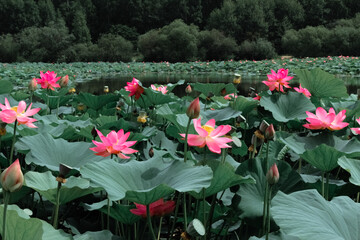 Pink lotus flower on green background in the park