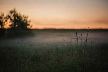 Cold fog and dew on a meadow grass in sunrise light