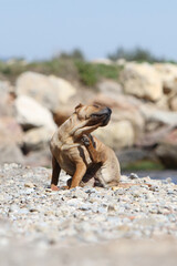 Shar-Peï