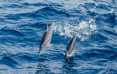 Two dolphins swim in tourist boats and jump above the surface at the Andaman Sea, Thailand.