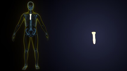 human skeleton sternum bone anatomy. 3d illustration.