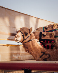 Race Camel