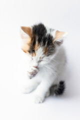 A nice tricolor kitten washes its muzzle with a paw on a light background. Copy space. Hygiene of animals