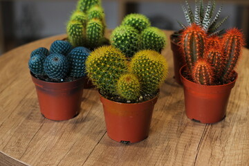 Colorful cactus plant in brown pot.  Cactus house plant on a wooden table.