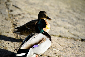 Beautiful duck standing,rural photo