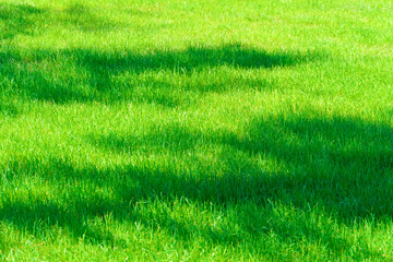 Fototapeta na wymiar bright green grass background in a city park on a sunny day, tree shadows on the lawn
