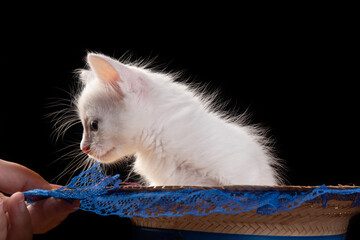 white kitten, white kitten playing inside a straw hat with lace on a wooden table, black background, selective focus.