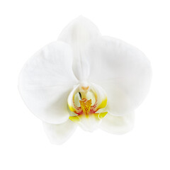 Fototapeta na wymiar White phalaenopsis orchid flower isolated on white