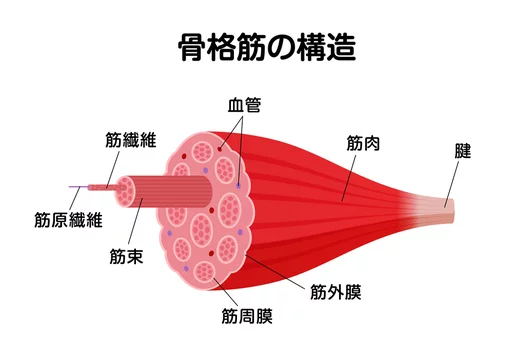 骨格筋の構造と名称 断面図 ベクターイラスト Stock Vector Adobe Stock