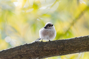 エナガ(Long-tailed tit)