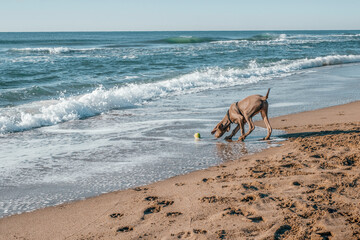 Weimaraner dog running and playing on the beach with a tennis ball enjoying a sunny day
