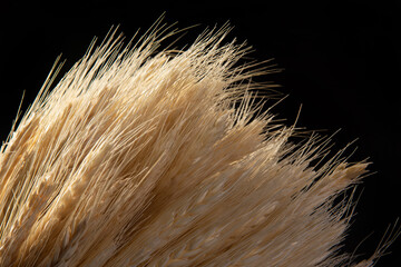 wheat, details of a bunch of wheat, black background, selective focus.