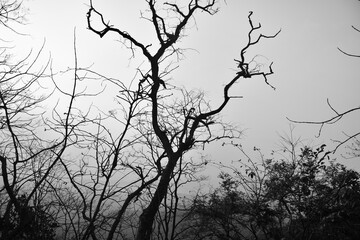 Black and white dead trees and plants symbolizing death and dying world due to climate change