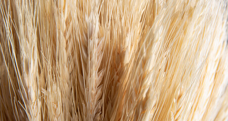 wheat, details of a bunch of wheat, black background, selective focus.