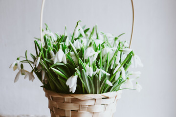 Floral spring background. Snowdrops flowers in a basket on a white background. Place for your text.