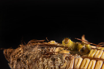 Corn caterpillar in detail on a cob, black background, selective focus.