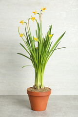 Beautiful narcissuses in flowerpot on light grey stone table