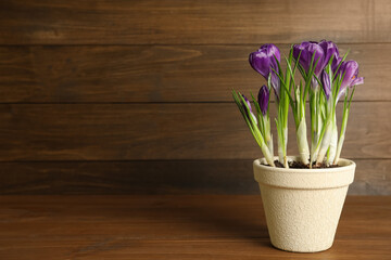 Beautiful crocuses in flowerpot on wooden table. Space for text