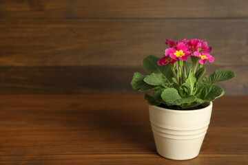 Beautiful violet in flowerpot on wooden table. Space for text