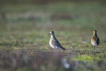 European Gold Plover, (Pluvialis) In the field of nutrition on the migration route.