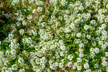 Fototapeta na wymiar background of small white flowers under sunlight