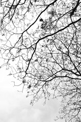 Black and white branches with very dew leaves in the month of March and April