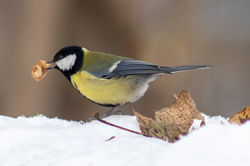 Great tit with a piece of walnut in the snow 