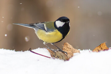 bird in the snow