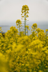 Obraz premium 菜の花８