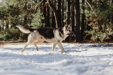 Fototapeta na wymiar The East European Shepherd dog at the forest