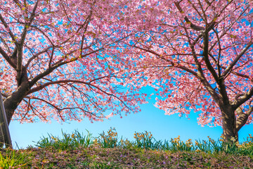 満開の桜