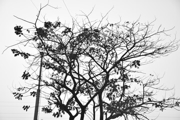 Black and white dying tree with less leaves and branches due to climate change