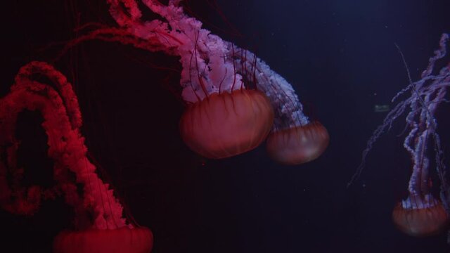 Group of large red jellyfish swimming in dark water