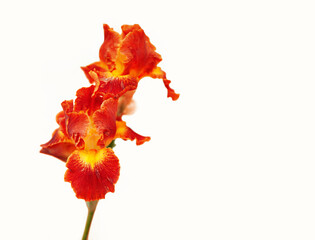 Red iris flowers against light background