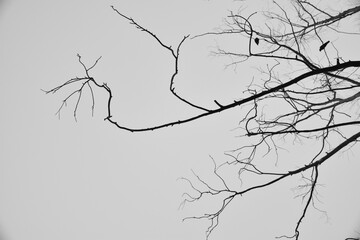Black and white tree with no leaves only branches