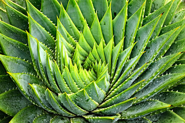 aloe polyphylla
 aloe vera with water drops, closeup
