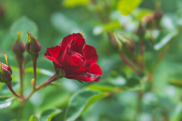 Red rose