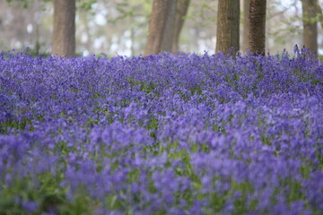 Bluebells in Spring in the UK