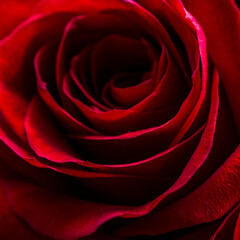 Selective focus, red rose bright background, flowers pattern. Bouquet of fresh roses