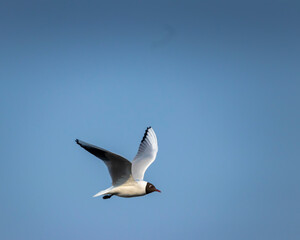Fototapeta na wymiar Brown-hooded gull in flight Kadettangen Norway. High quality photo
