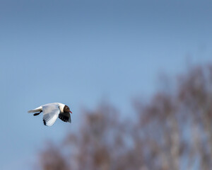 Brown-hooded gull in flight Kadettangen Norway. High quality photo