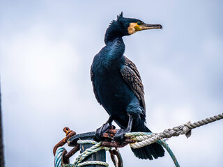 Great Cormorant On Mast