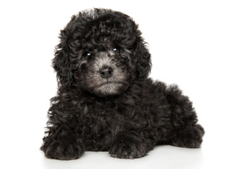 Close-up of a gray toy poodle puppy