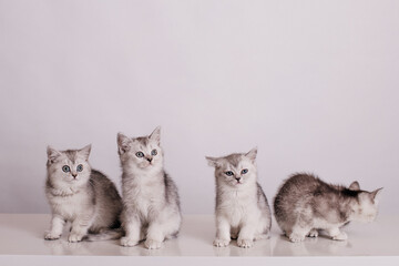 a group of cute gray kittens are sitting on a table on a light background.