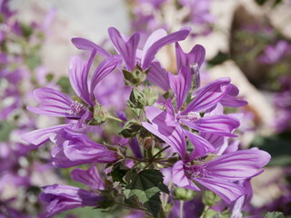 Large purple common mallow flowers bloom naturally on a sunny spring day. A fragrant weed plant decorates a flower bed in a city park © Vladimir Kazachkov