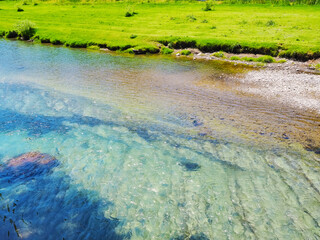 Transparent calm river with silt at the bottom and bright green grass growing on the bank