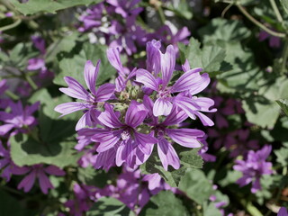 Large purple common mallow flowers bloom naturally on a sunny spring day. A fragrant weed plant decorates a flower bed in a city park
