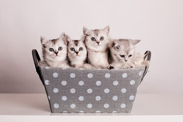 a group of cute gray kittens are sitting in a gray box with polka dots on a light background.