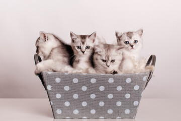 a group of cute gray kittens are sitting in a gray box with polka dots on a light background.
