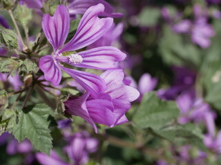 Large purple common mallow flowers bloom naturally on a sunny spring day. A fragrant weed plant decorates a flower bed in a city park